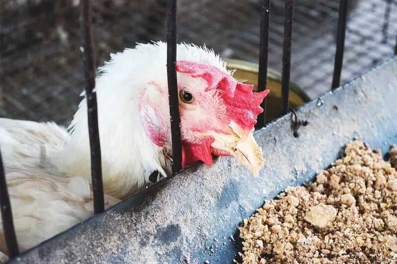 Cách Nhận Biết và Điều Trị Bệnh Tiêu Chảy Ở Gà Hiệu Quả