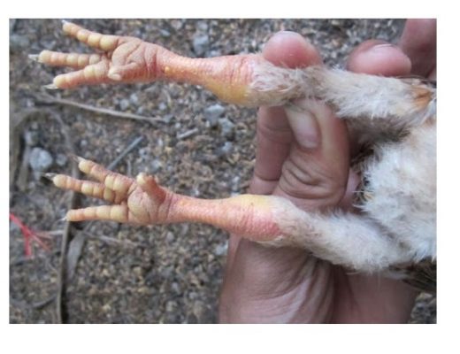 Nguyên nhân khiến gà bị khô chân và cách phòng bệnh - Chăn nuôi Việt Nam