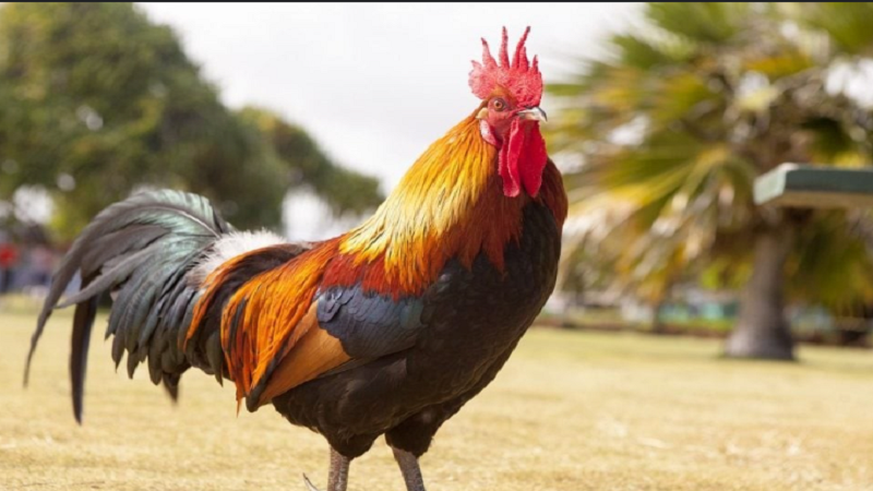 Gà Trống Choai Là Gì? Tất Cả Thông Tin Cần Biết Về Trống Choai