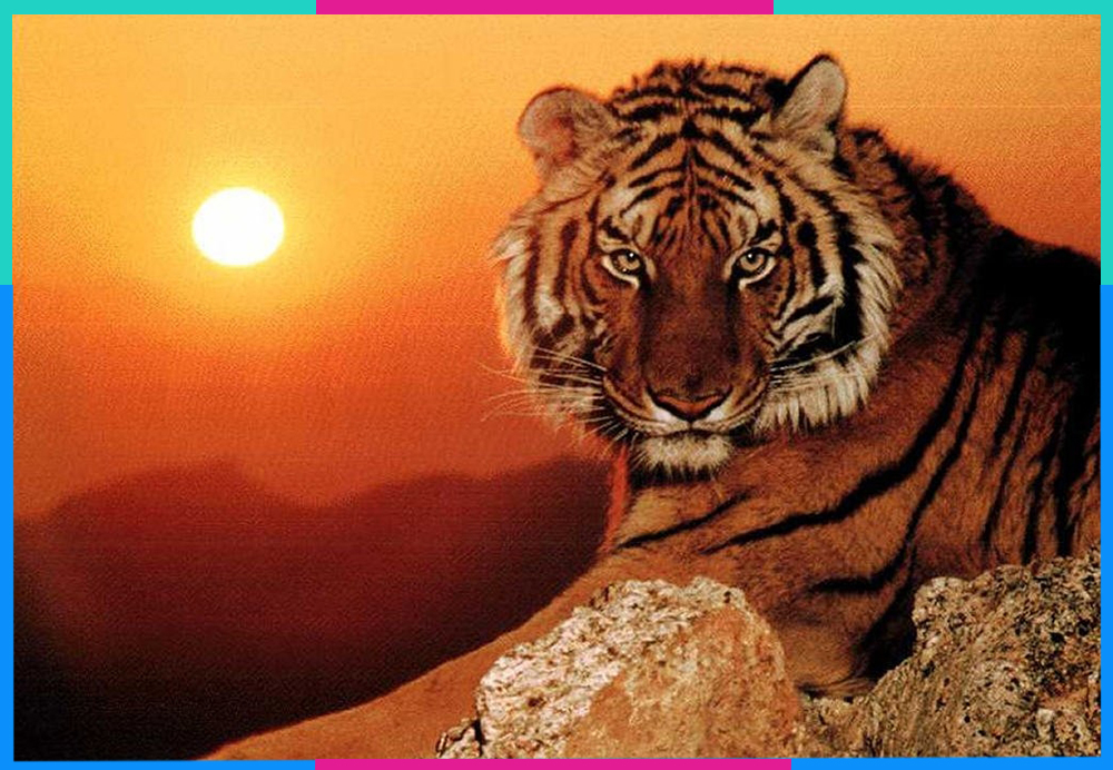 Giải mã các con số may mắn của tuổi Dần chính xác nhất