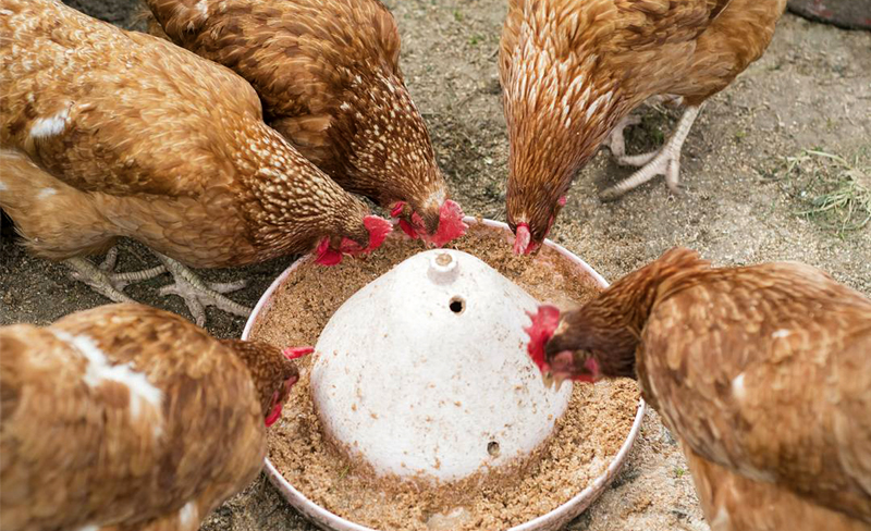 Khắc phục hội chứng thiếu canxi và phốt pho ở gà - Tin tức Chăn nuôi - Tạp  chí Chăn nuôi Việt Nam