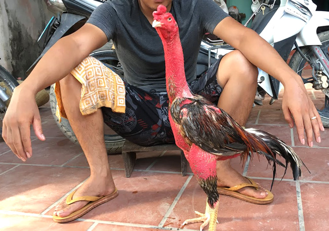 Kỹ thuật nhổ lông gà chọi Tuyệt chiêu nhà nghề bạn nên biết