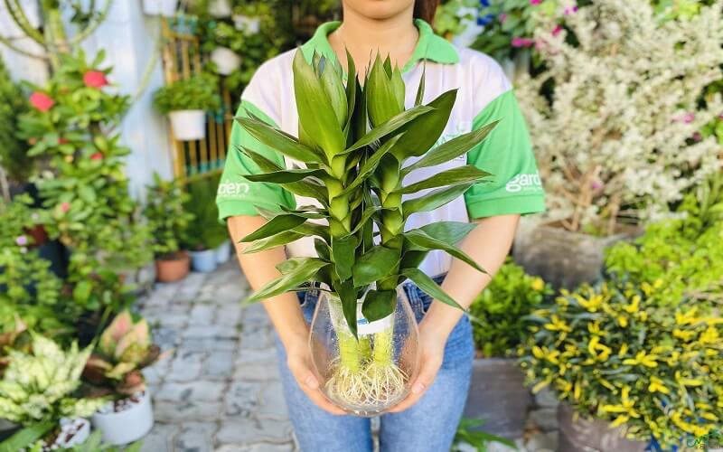 Cây phát tài búp sen là cây gì? Đặc điểm, ý nghĩa và cách trồng