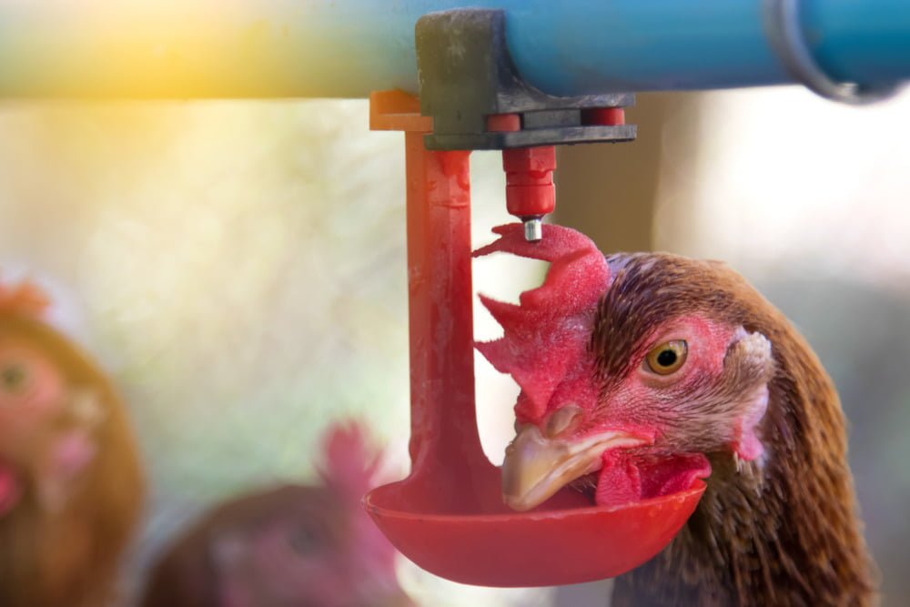 Dinh dưỡng cho gà đẻ trứng mùa mưa